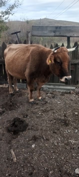 Продам двух коров