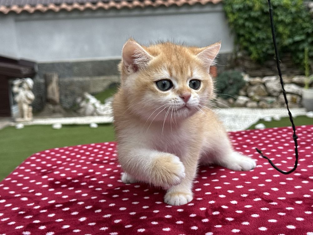 British shorthair chinchilla gold, baietel superb!! FELISA AUTORIZATA