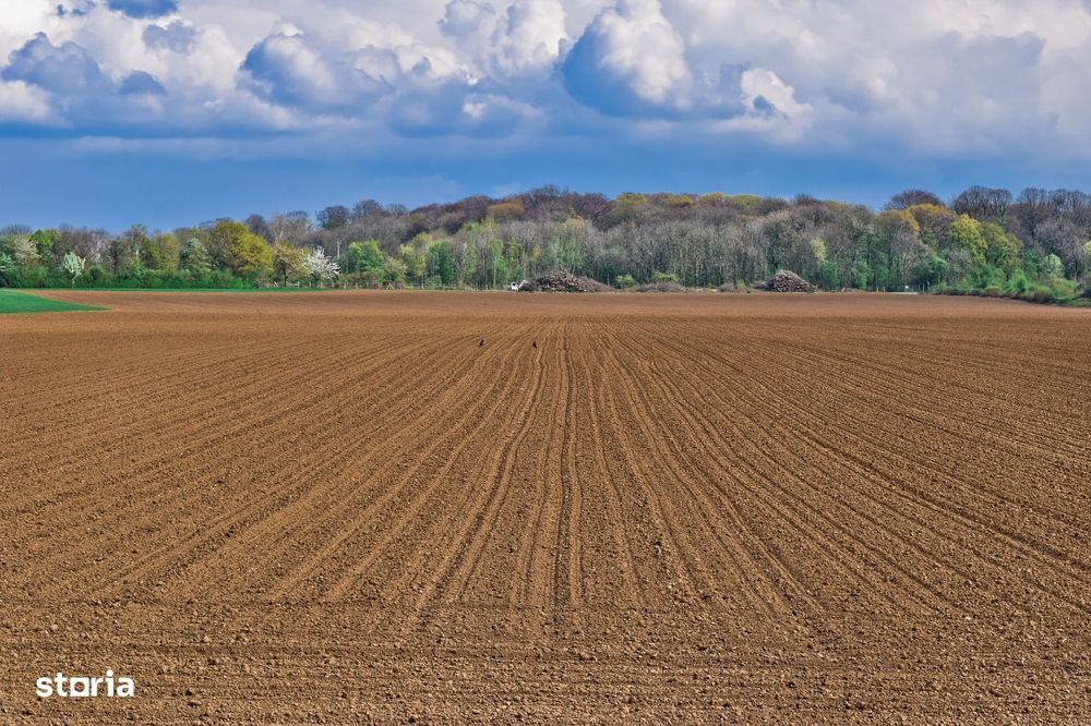 Vand teren agricol 60 ha Masloc