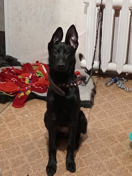 Отдам в добрые руки