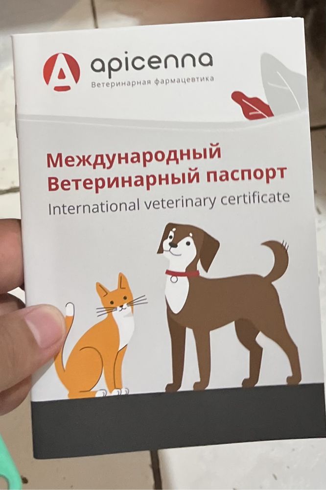 Кошка котята мысык