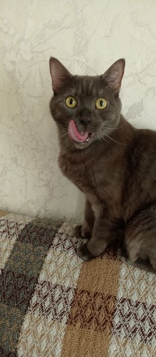 в хорошие руки британца Марс 2  года, умный , чистюля, красивый кот.