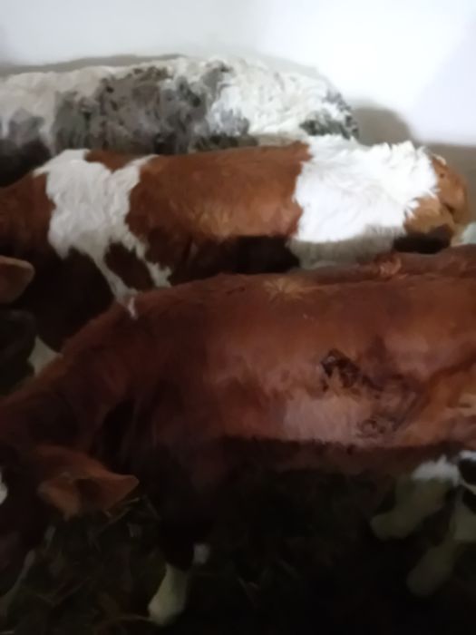 Vitea belgiană și baltate