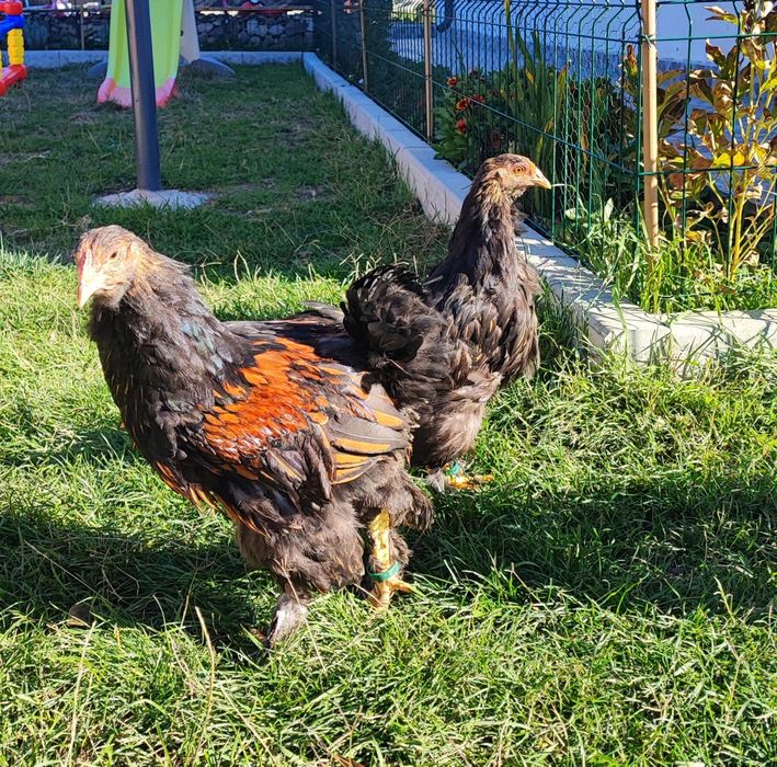 Pereche brahma gold laced- cocos + puica