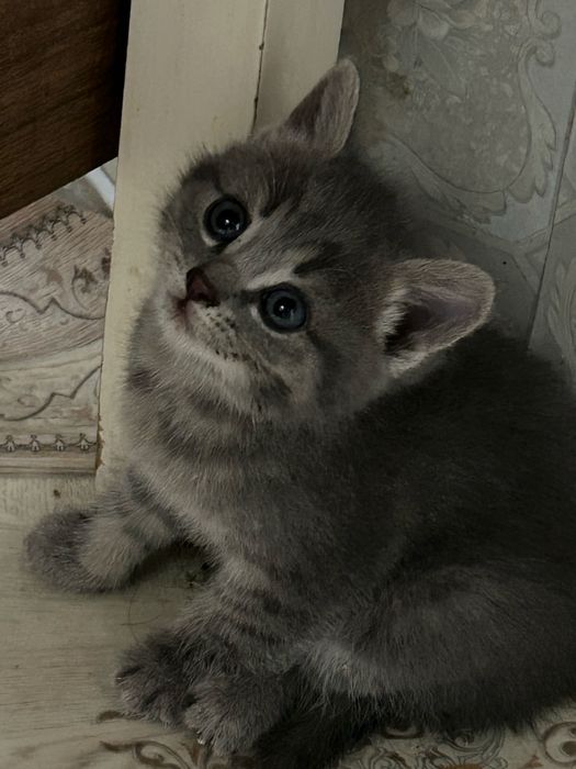 Отдам котенка в добрые руки