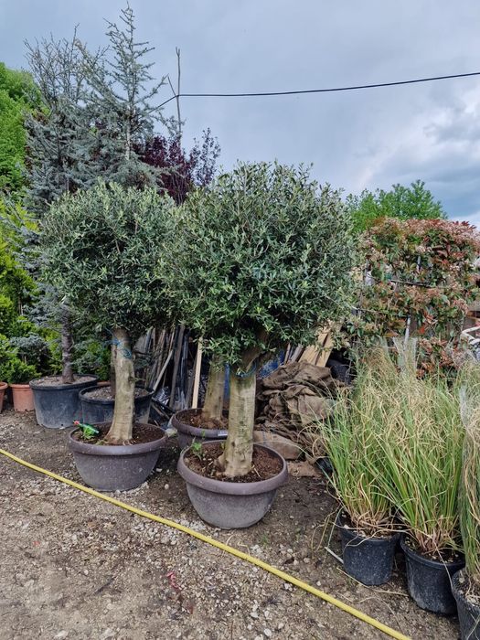 Vând palmier cycas revolut