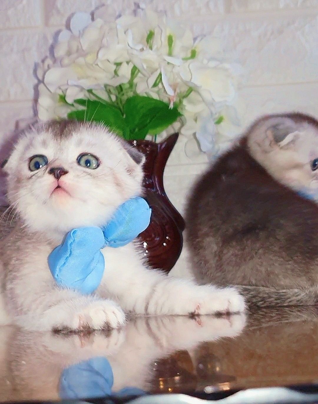 Серебристый Шиншилла