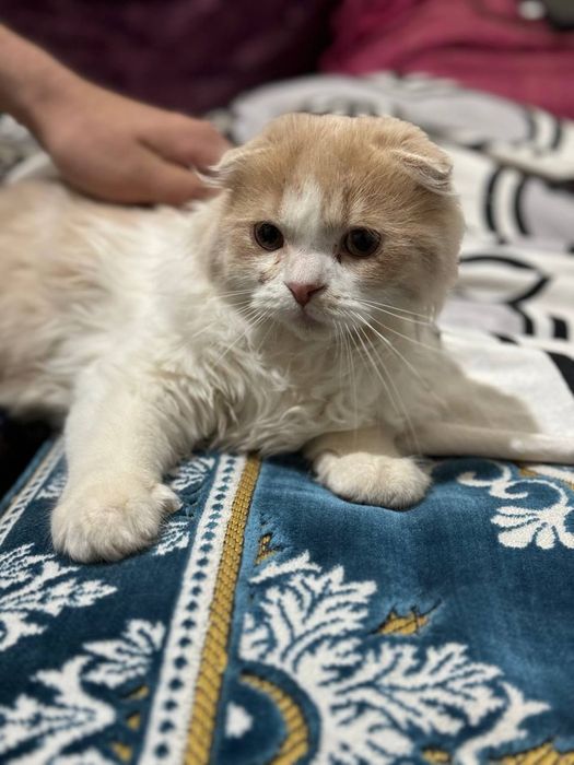 Продается котенок!