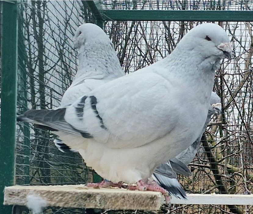 Porumbei Voiajorul românesc de frumusețe