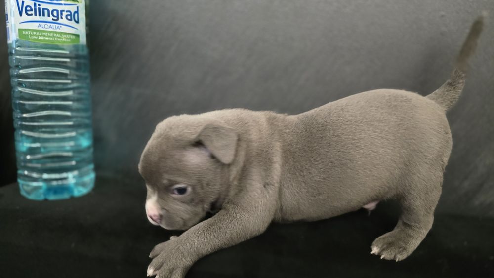 Американско покет були / American pocket bully