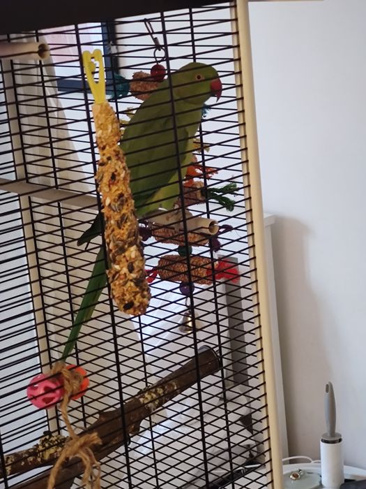 Papagal Micul Alexandru (Indian Ringneck)