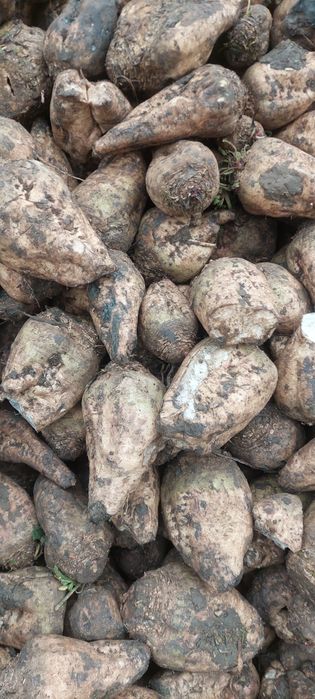 Sfecla pentru animale