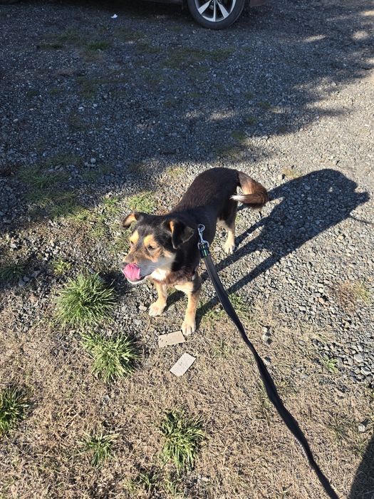 Piciu isi cauta Familia!