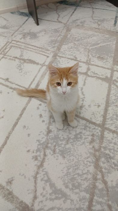 Отдам котёнка в добрые ответственные руки