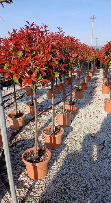 Pon pon palmieri prunus laur fotinia