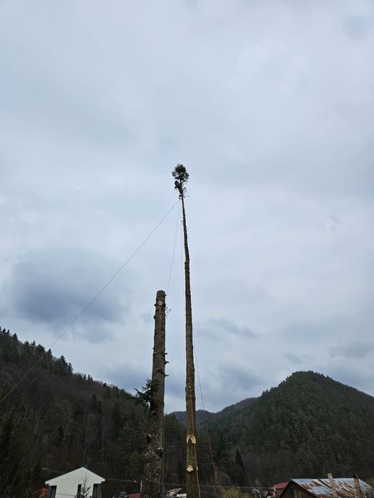 Toaletari-Taieri copaci