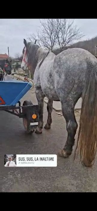 Vând sau schimb cal sur