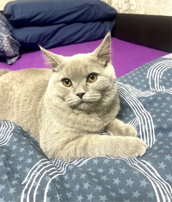Чистокровная британская когечка, возраст 1 год, ищет кота!