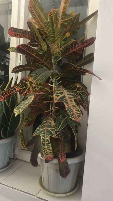 Продам цветы комнатные