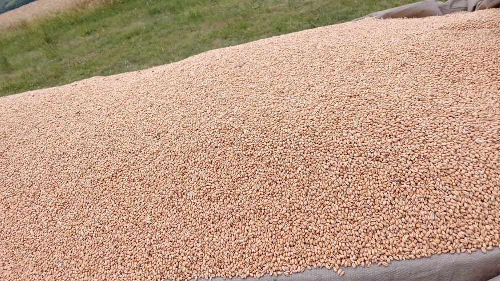 Vând grâu recolta iulie-august 2025