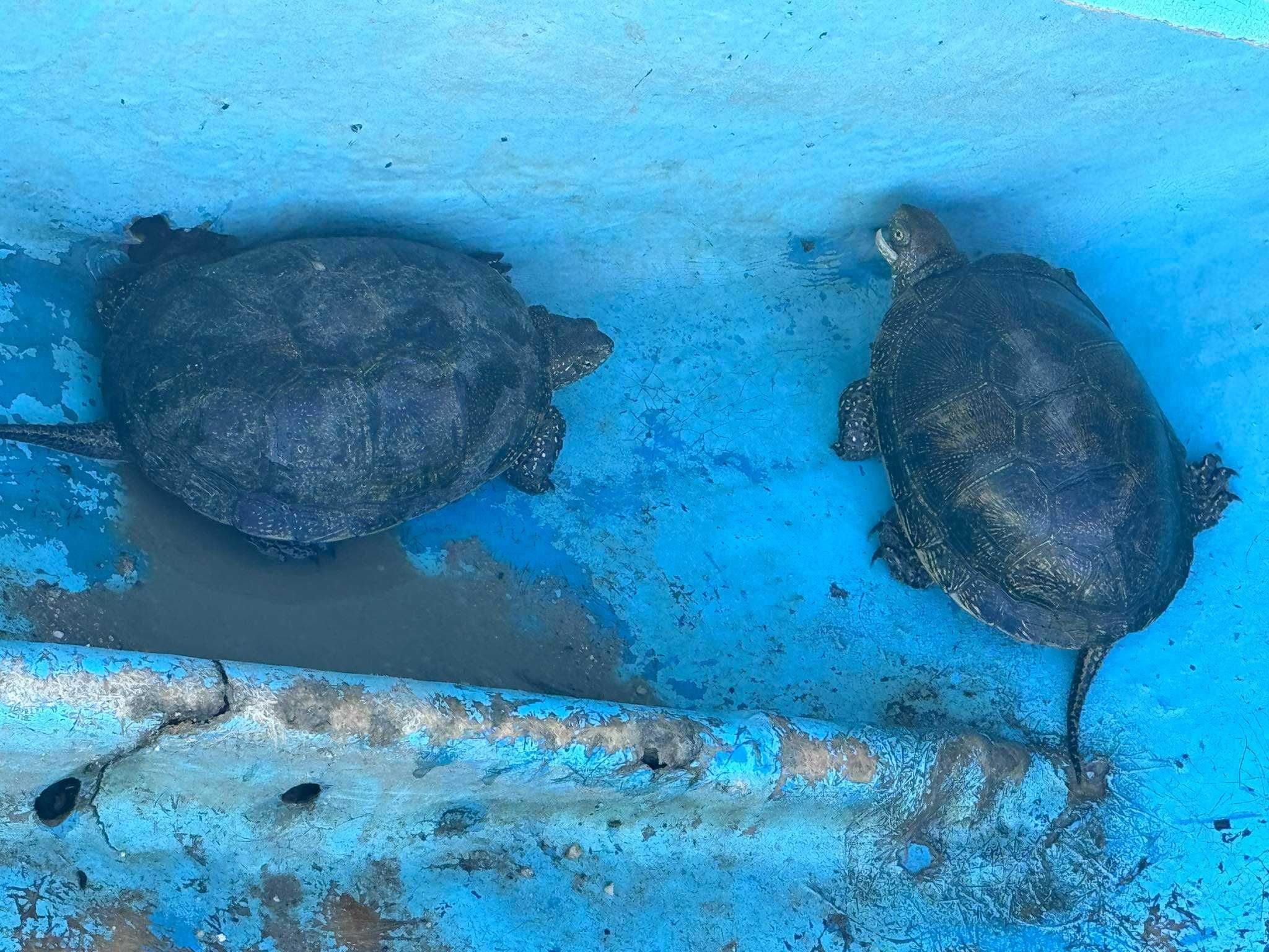 Водни костенурки