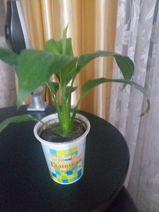 Продам спатифиллум ( "Женское счастье")