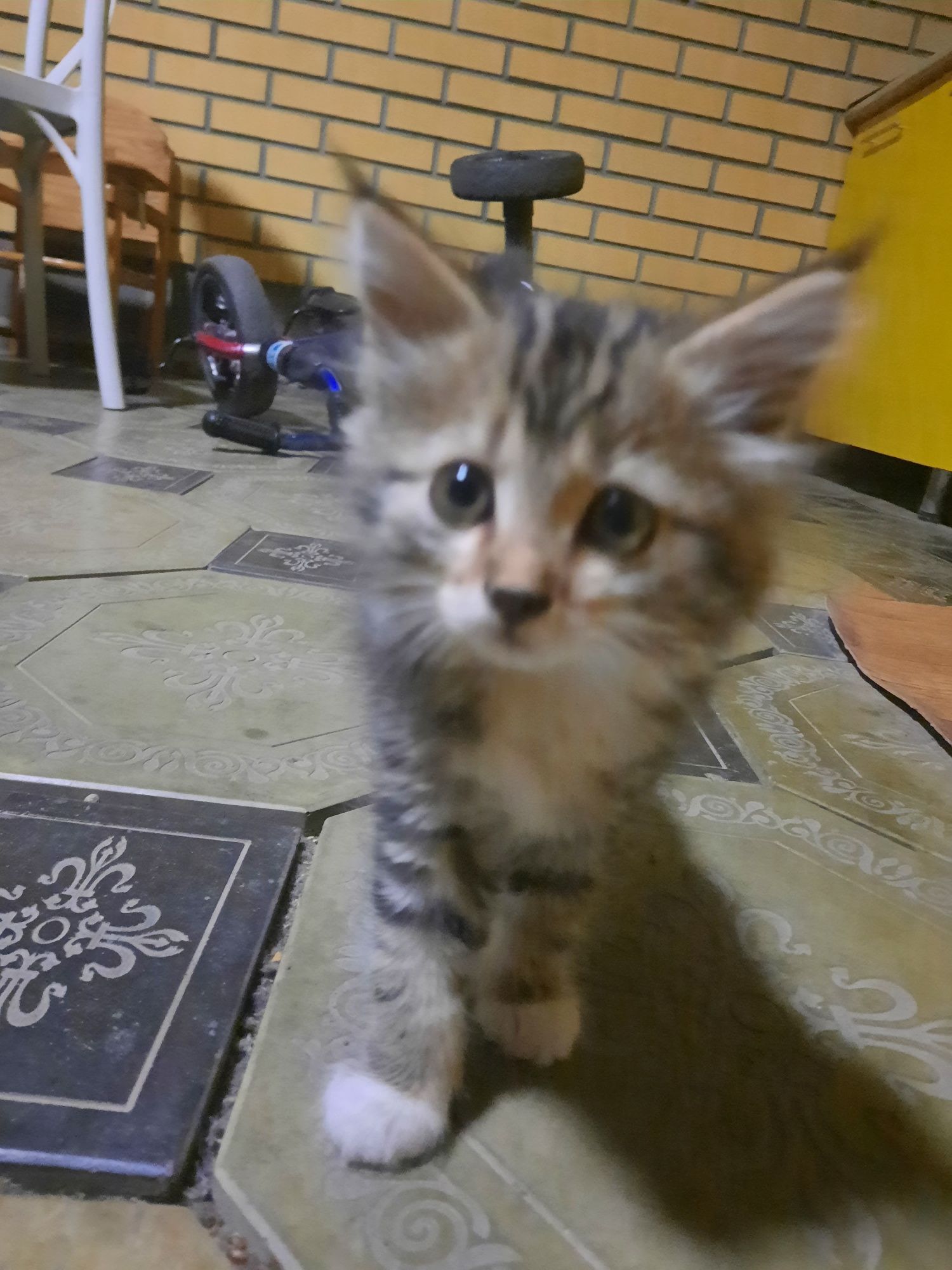 Котята даром в добрые руки