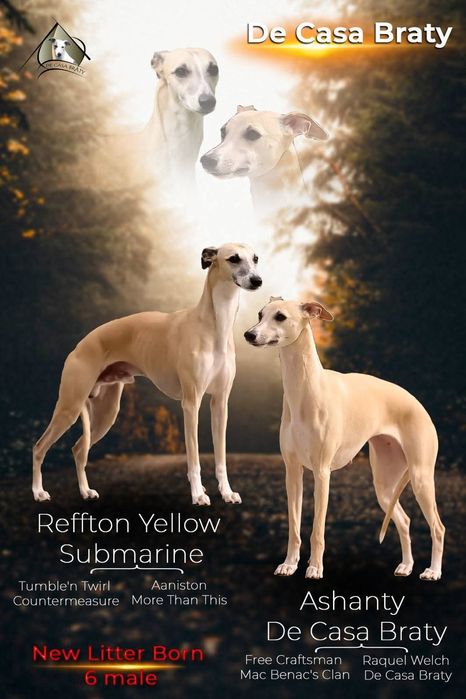 Catel whippet de vanzare