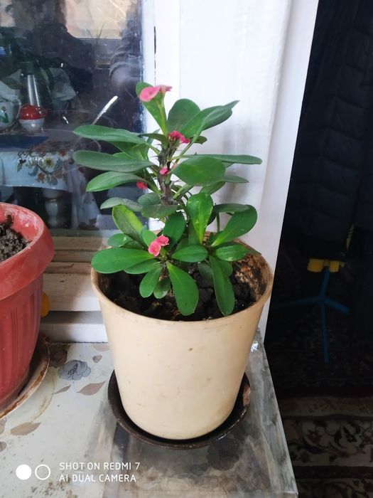 МОЛОЧАЙ МИЛЯ цветок на горшке