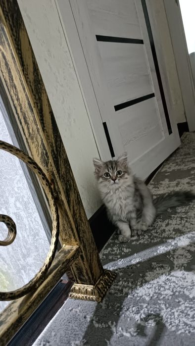 Продается катята девушка