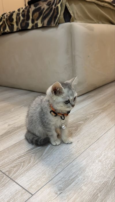 Британский серебристый котенок