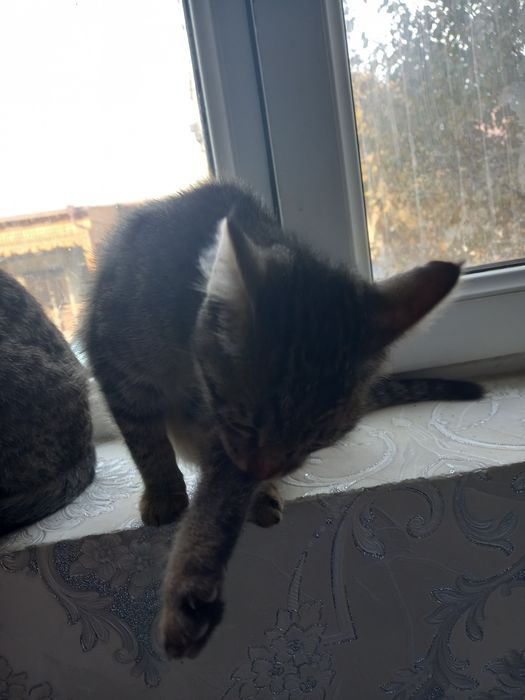 Кошки бесплатно пшиклани мута бараман