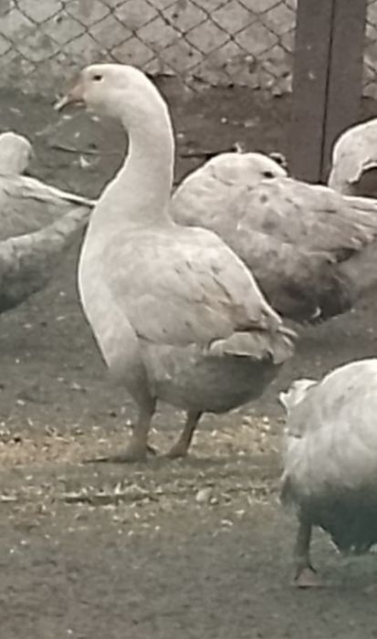 Продам гусей "Линда"