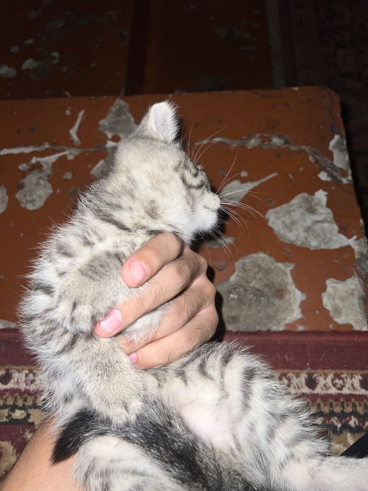 Красивая кошка ищет новый дом