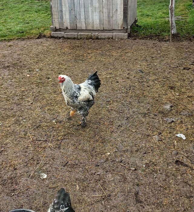 Cocos brahma vand sau schimb