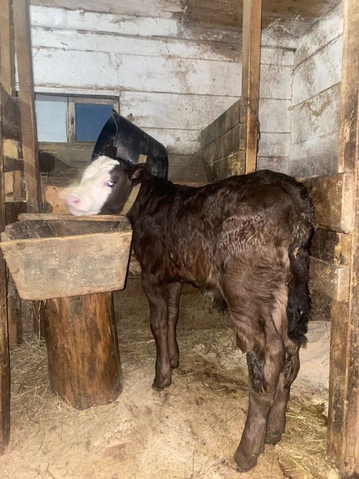 Vând vițel de o luna de zile