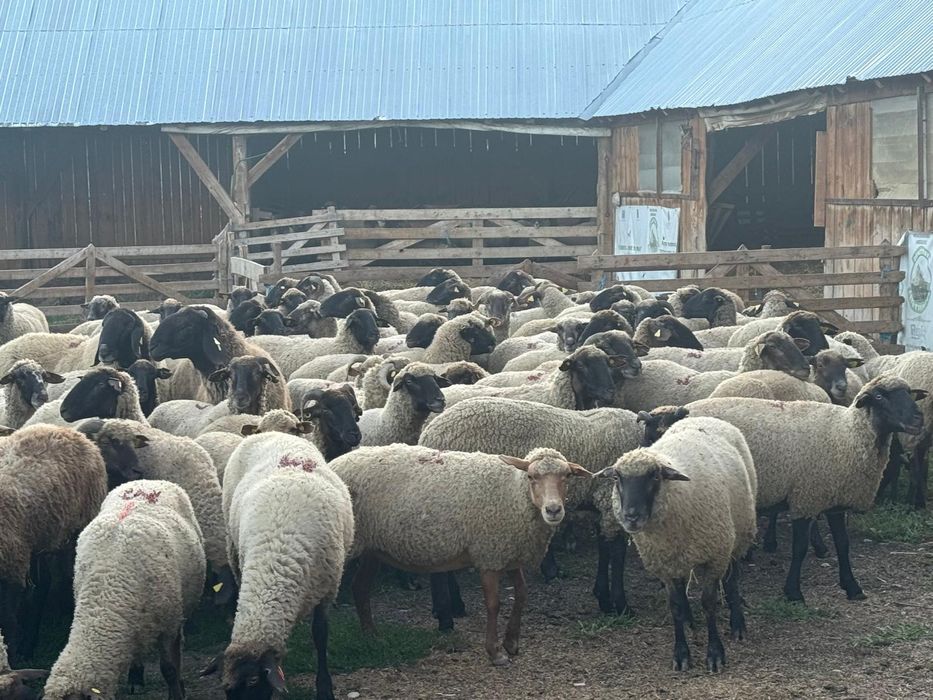 Vând 50 de oi,și 2 berbeci