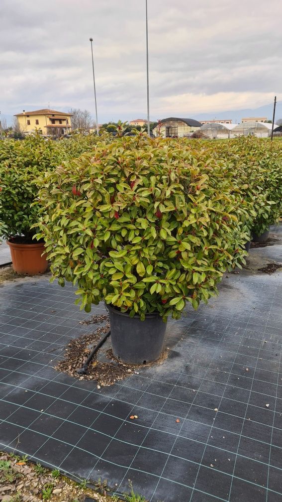 Photinia pon pon transport gratuit