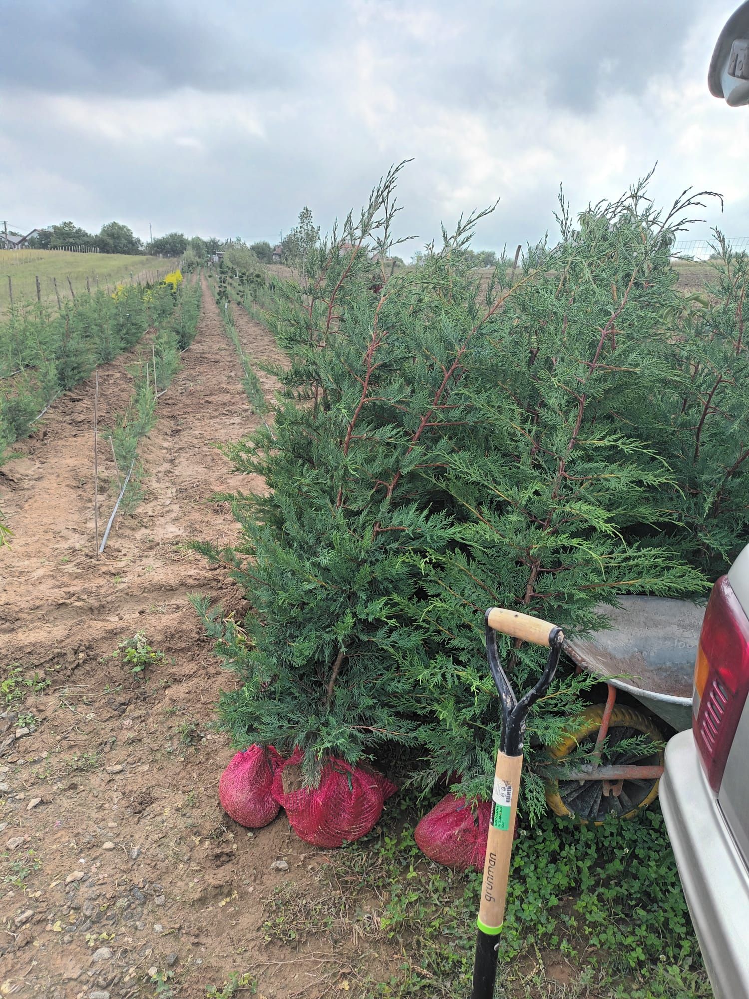 Chiaros Leylandii, Producator