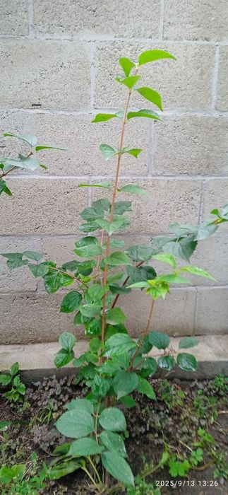 Продам саженцы Жасмина