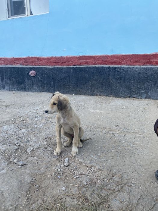 Қарағандының қара құйрық тазысы