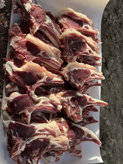 Qoʻchqorlar sotiladi qoʻy qoylar