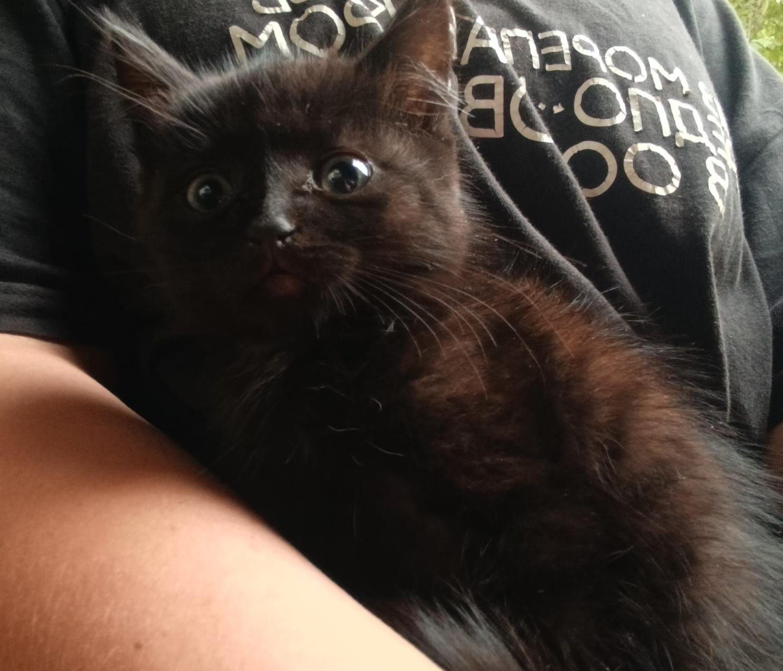 Котята бесплатно