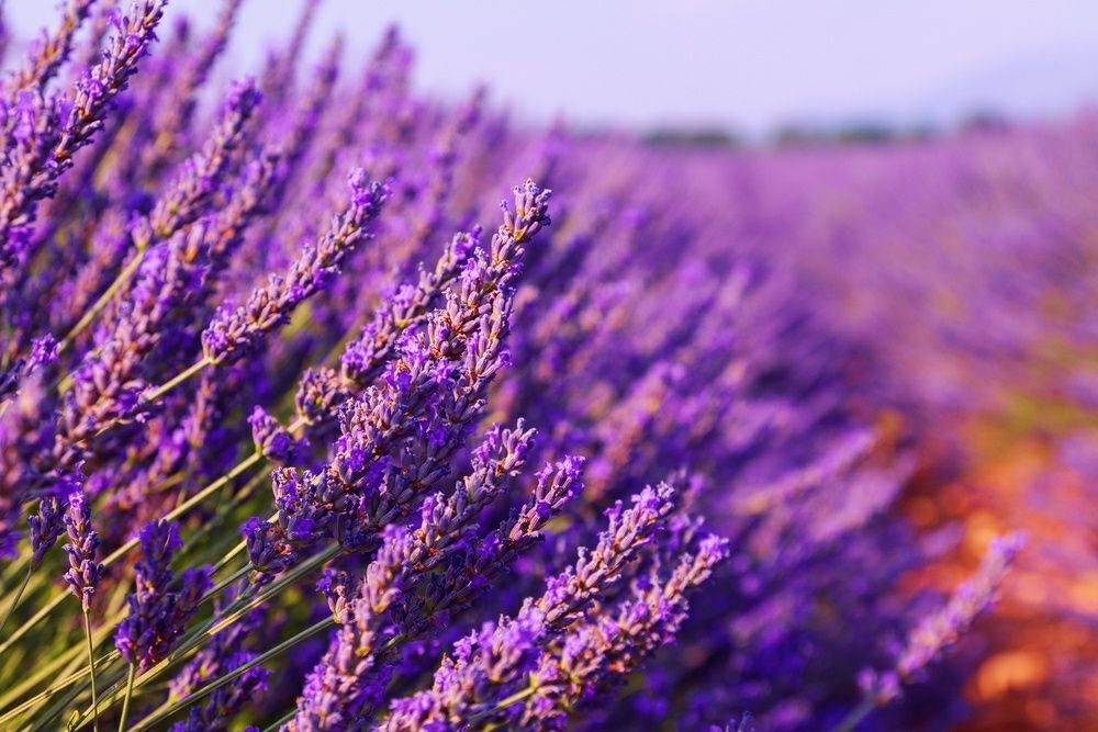 Vand lavanda proaspata