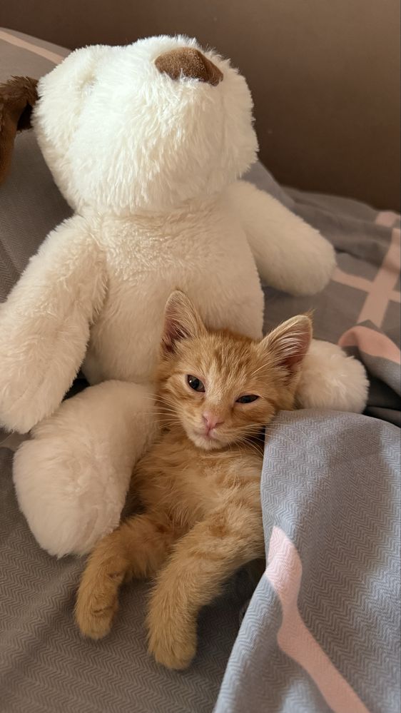 Отдам котенка в добрые руки!