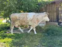 Vaca Baltata Romaneasca