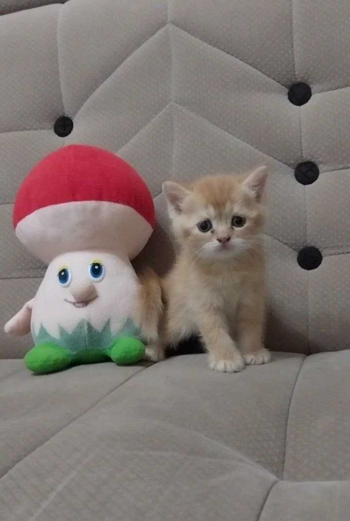 Продаются котята скоттиш, скоттиш фолд, скоттиш страйт ( шиншилла ).