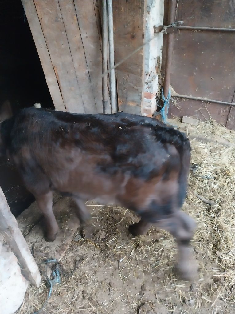 Vând vițel sugari cu vârsta o luna de zile