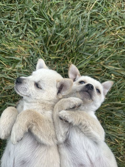 Две братчета си търсят дом Бял Пинчер