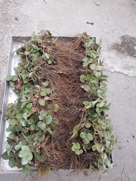 Stoloni capsuni ALBION,unifere Asia darselect